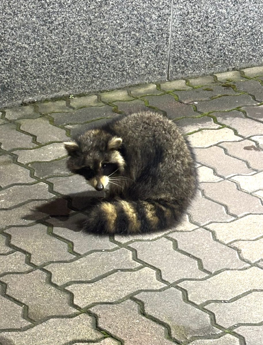 いや、この子は 「洗濯屋さん🧺」w