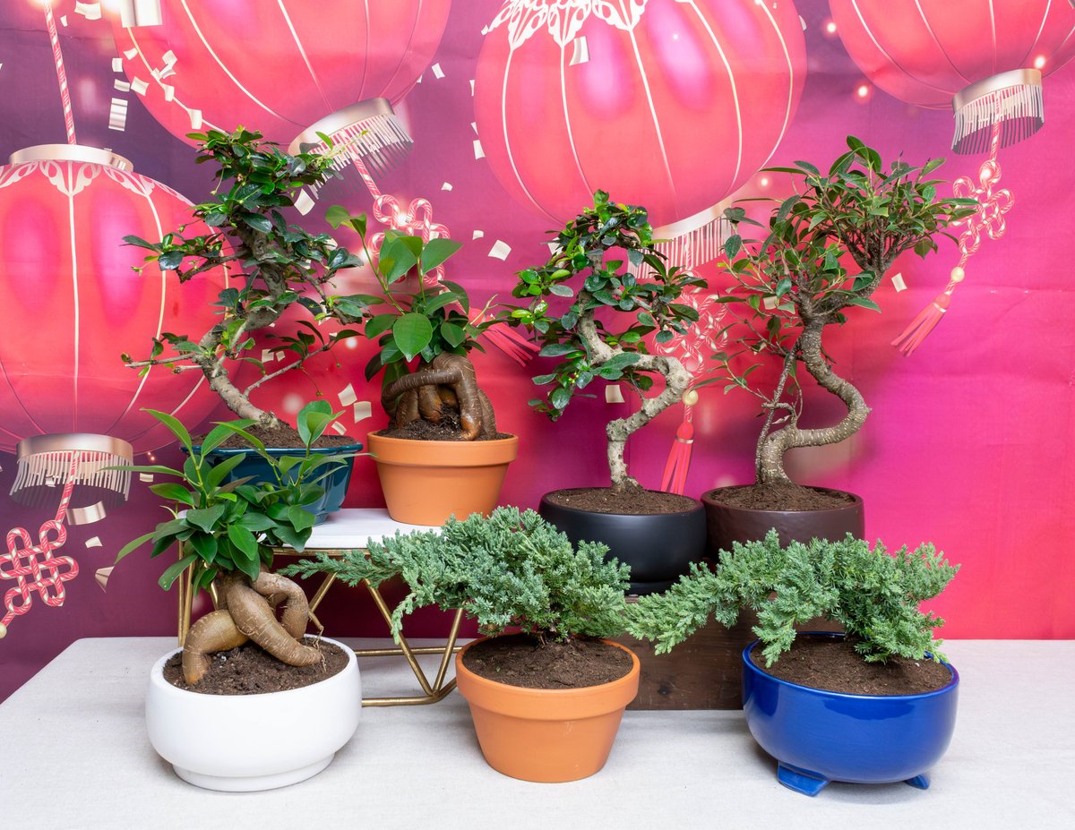 🌿🏺 Bonsai in our clay and ceramic pots!🪴
A timeless favourite with a fresh look ✨

#ColasantiFarms #ColasantiFarmsLtd #Bonsai #WholesalePlants #PlantWholesale #CeramicPots #ClayPots #LunarNewYear #RetailReady #Chinesenewyearplants