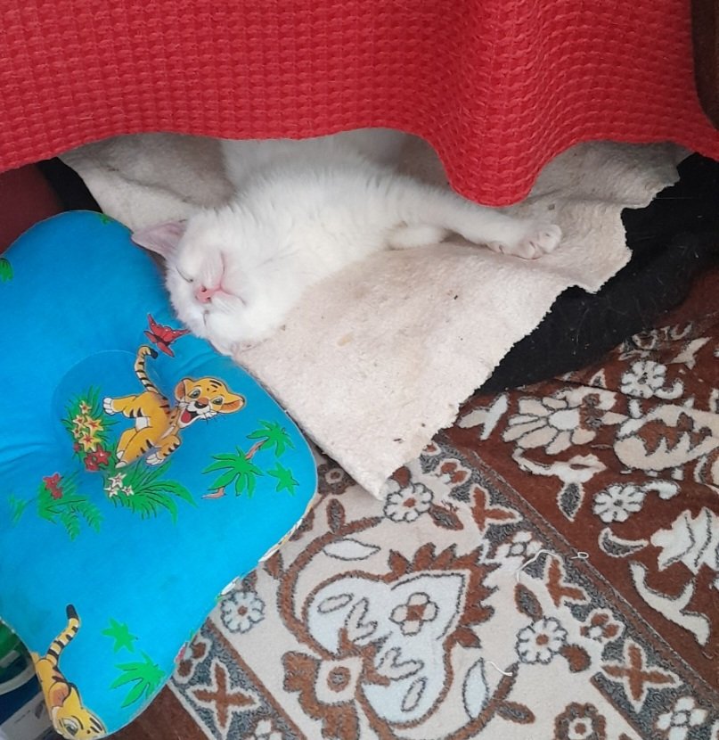 Созвездие Кошки tweet media