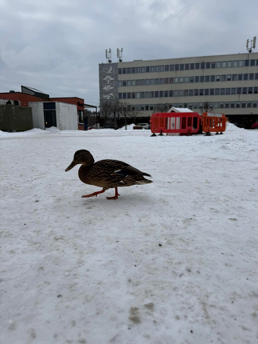 Det er fredag og Erna har tatt seg en tur til byen.🦆