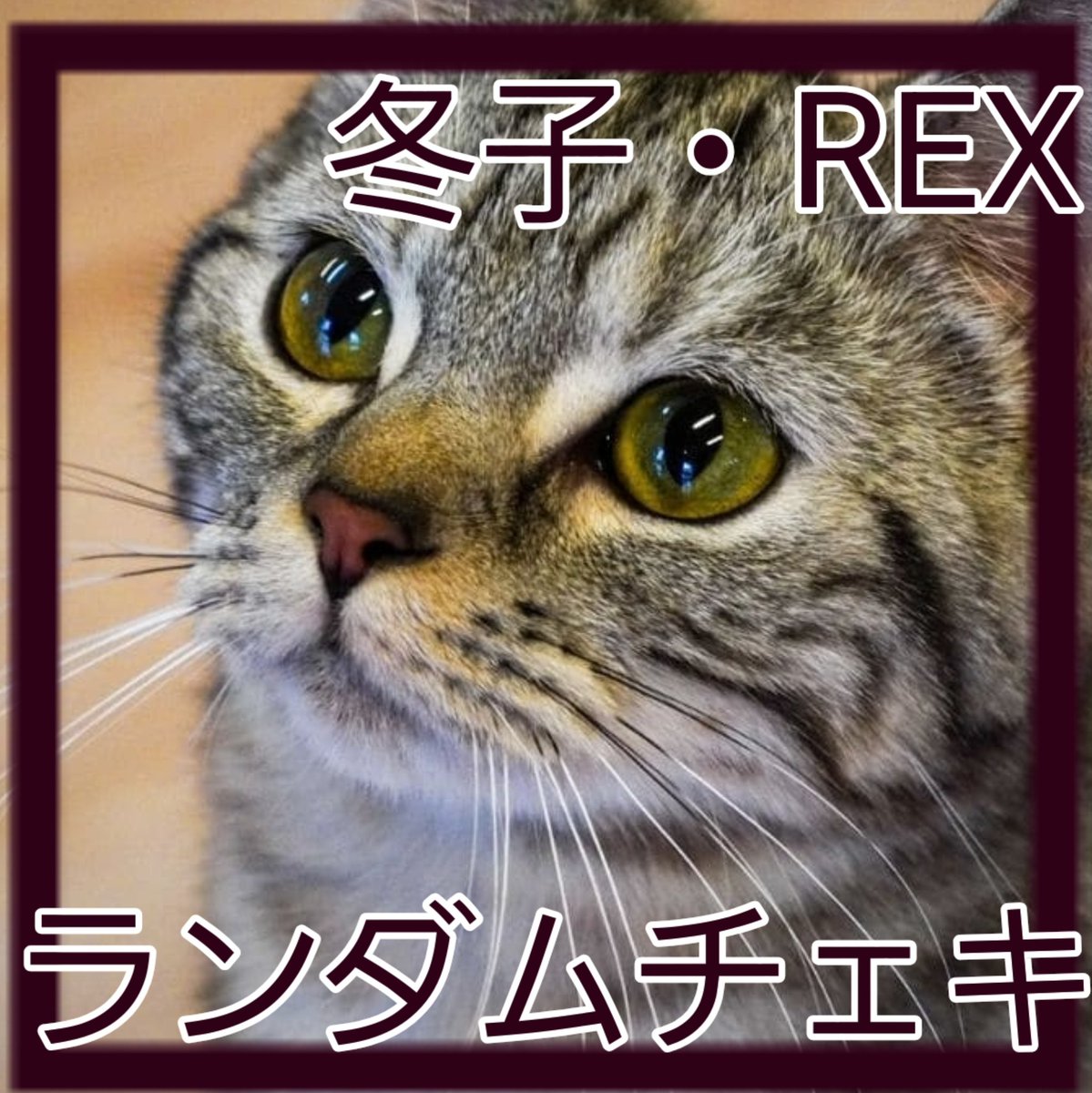 通販チェキ販売してます❤🥹 まだお写真準備出来てないんですが、猫