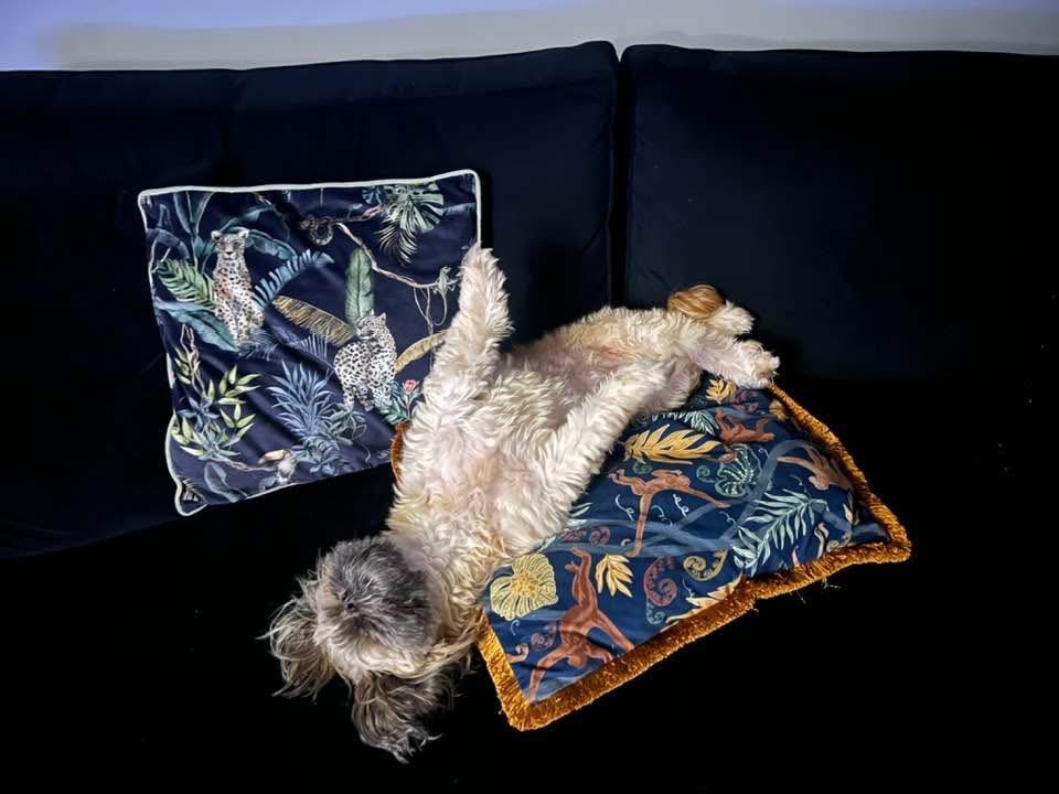 AnimalStory2010's tweet photo. Today is national pet day where we honour our animal companions, celebrating the bond between humans and pets, and raising awareness about animal welfare.
Misty Moo
#companion
#pet #nationalpetday #dog #animallovers
#education https://t.co/VvUjfQUUiZ