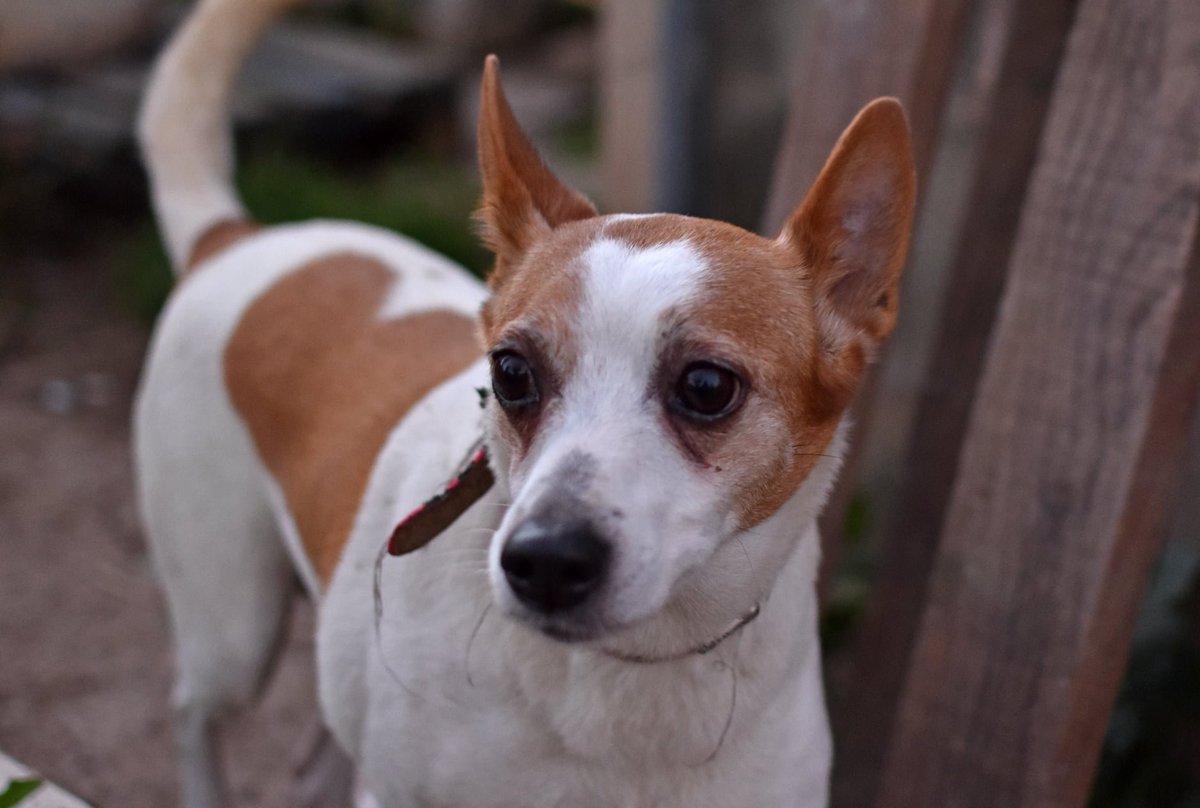 CALIM en adopción🧡

📍Sueca, València

Conoce su historia, enamórate y dale un hogar definitivo. WhatsApp al 621260314 📲💖 ¿Quieres ser tú quien le dé una nueva oportunidad?