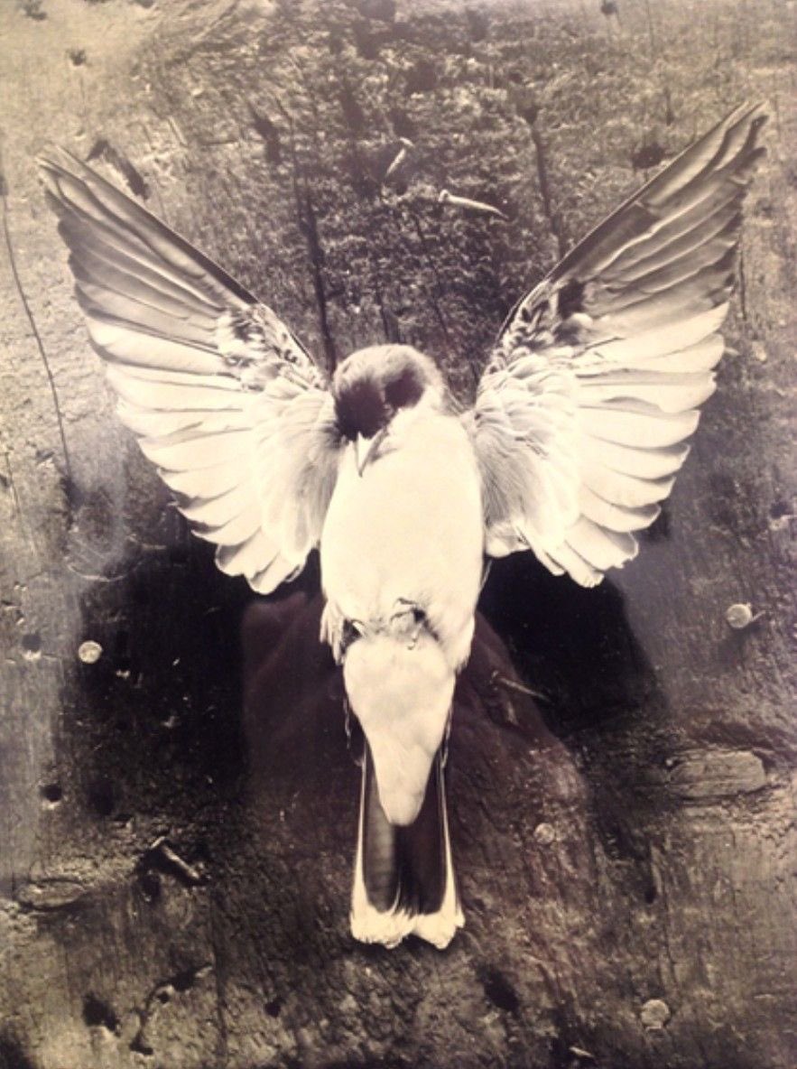 ˚˖𓍢ִ໋🦢˚Birdie ˚˖𓍢ִ໋🦢˚ tweet media