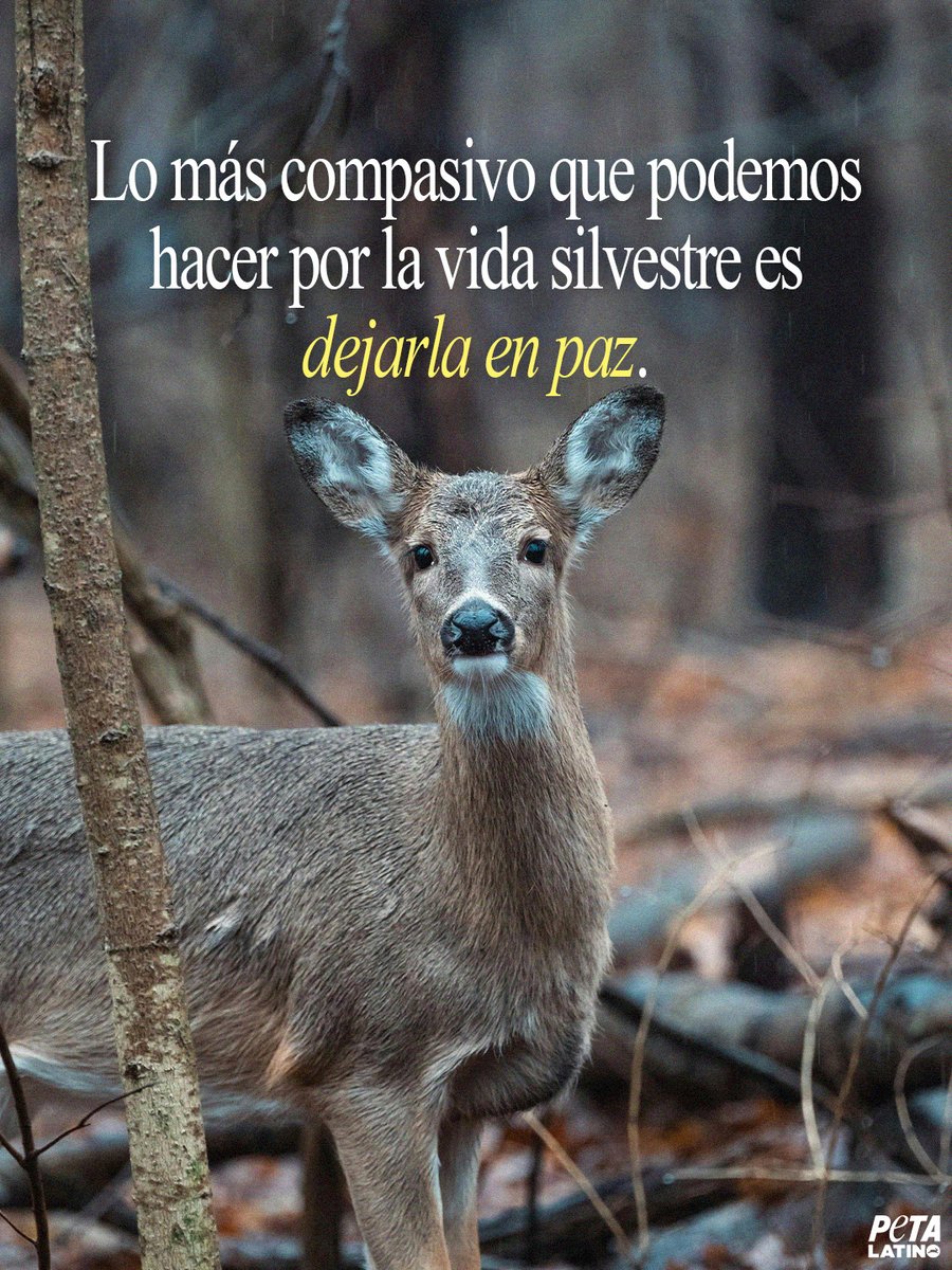 Los animales existen con nosotros, no para nosotros 💛 Dejemos en paz a los animales silvestres.