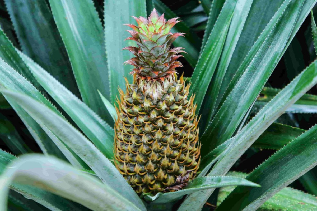 Over 350 farmers grow pineapple in Vazhakulam, Kerala. With a high sugar content and low acidity, Vazhakulam pineapple has received the GI tag. During the peak season, 1,000 tonnes of pineapple are transported daily and also sent to the Gulf:

30stades.com/farming/vazhak…