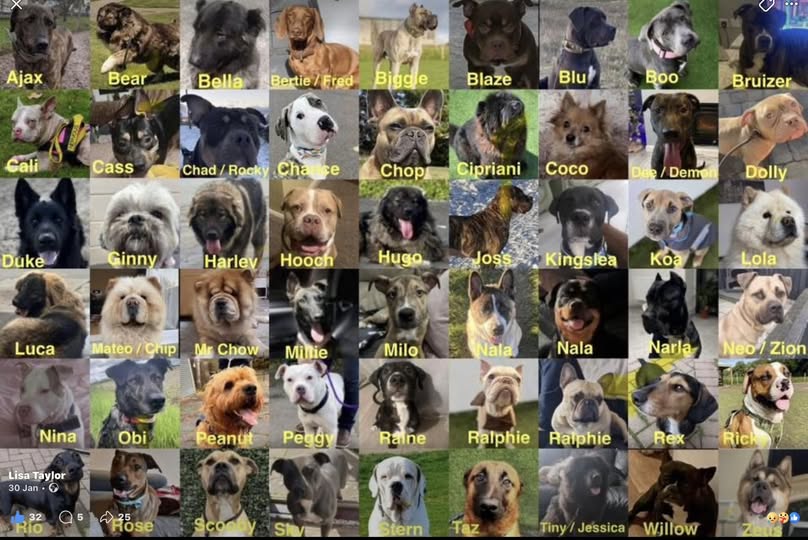 Just 38 MONTHS in prison for being responsible for the DEATH OF 41 DOGS ~ yet ANOTHER inadequate sentence!! 🤬🤬

Man appears in court charged with cruelty and fraud after 41 dogs found dead at 'Save a Paw UK' rescue centre during police raid over 'missing animals'

OAVEED