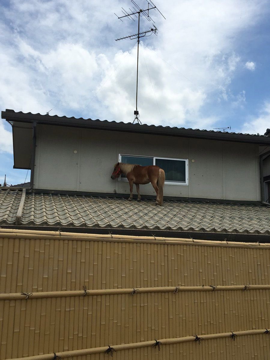 horse on roof perhaps installing solar panels