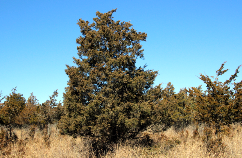 Dakota Prairie Grasslands tweet media