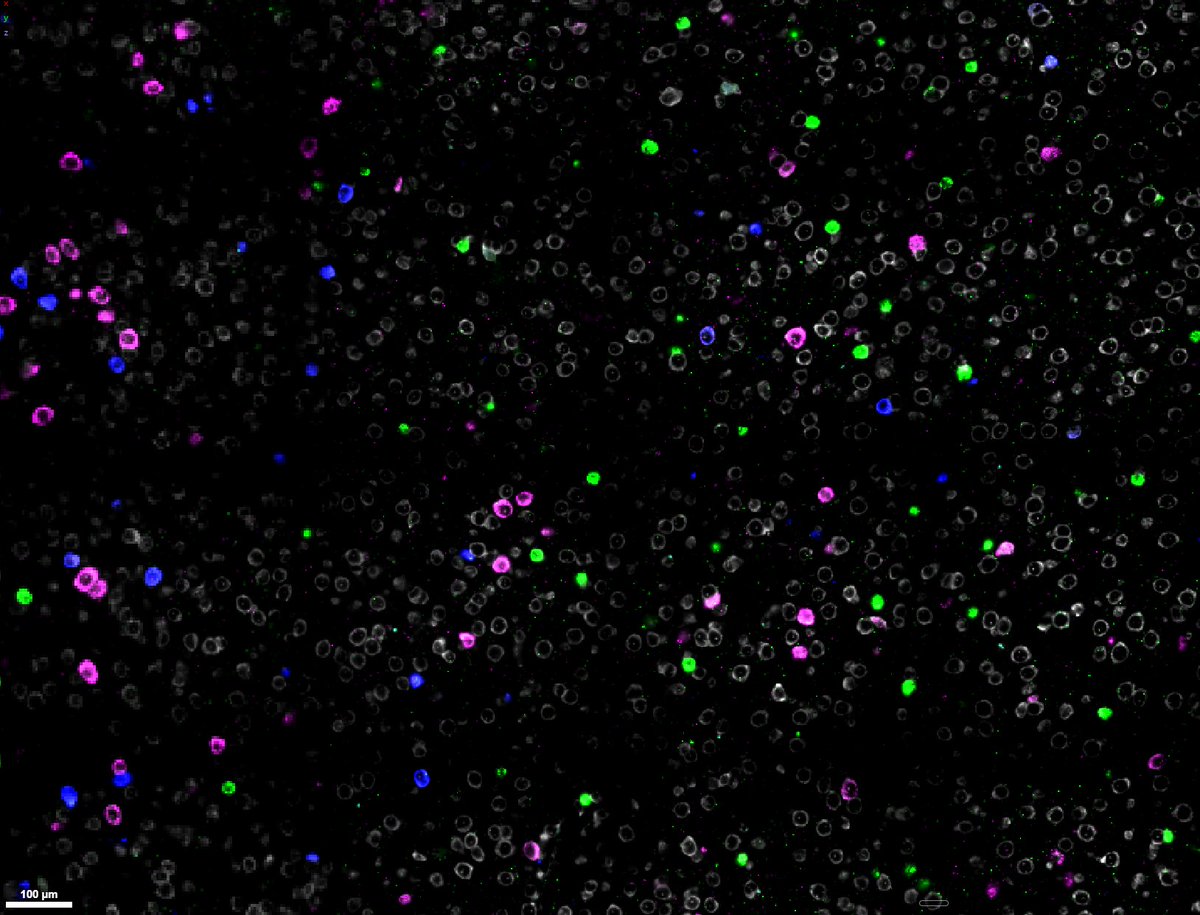 Matt James Davis tweet media