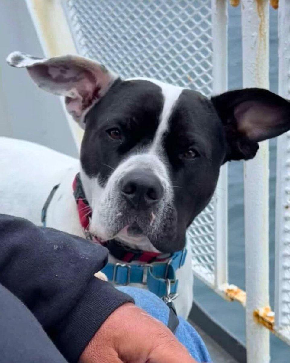 Block Island Ferry tweet media