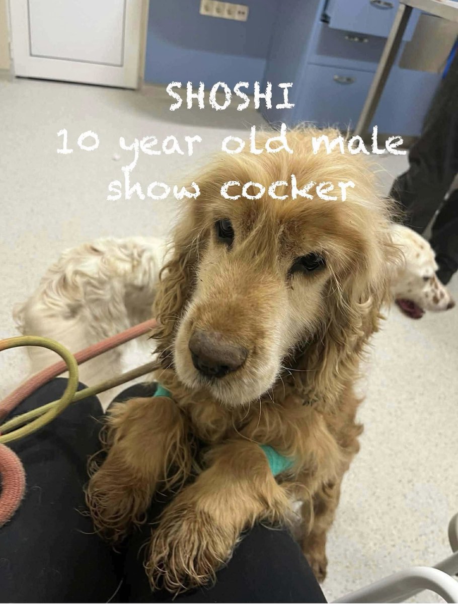 If anyone is considering fostering a dog?
Please look at <a href="/SaveOurSpaniels/">Save Our Spaniels</a> 

Those of you who follow us? Know that we’re very lucky, proud &amp; grateful to be SOS Boys, as was our beloved 😇Ronnie🌈

Mum &amp; Dad fostered us, fell in love with us because we were perfect &amp; kept us