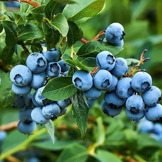 PikeNurseries's tweet photo. Weekend Deals of Early Spring Favorites:
💚 Blueberries: 1 Gal. Pots Reg. 14.99 | SALE 5.99
💚 Creeping Phlox: 1 Gal. Pots Reg. 12.99 | SALE 6.99
💚 Cowart Color-Enhanced Mulch: 2 Cu. Ft. Bags Reg. 4.99 | SALE 3 for $10 https://t.co/W2HtoN3fdV
