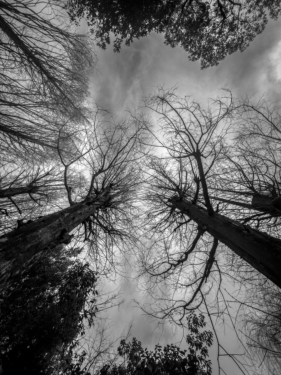 Sky Like a Nervous System
iPhone pic