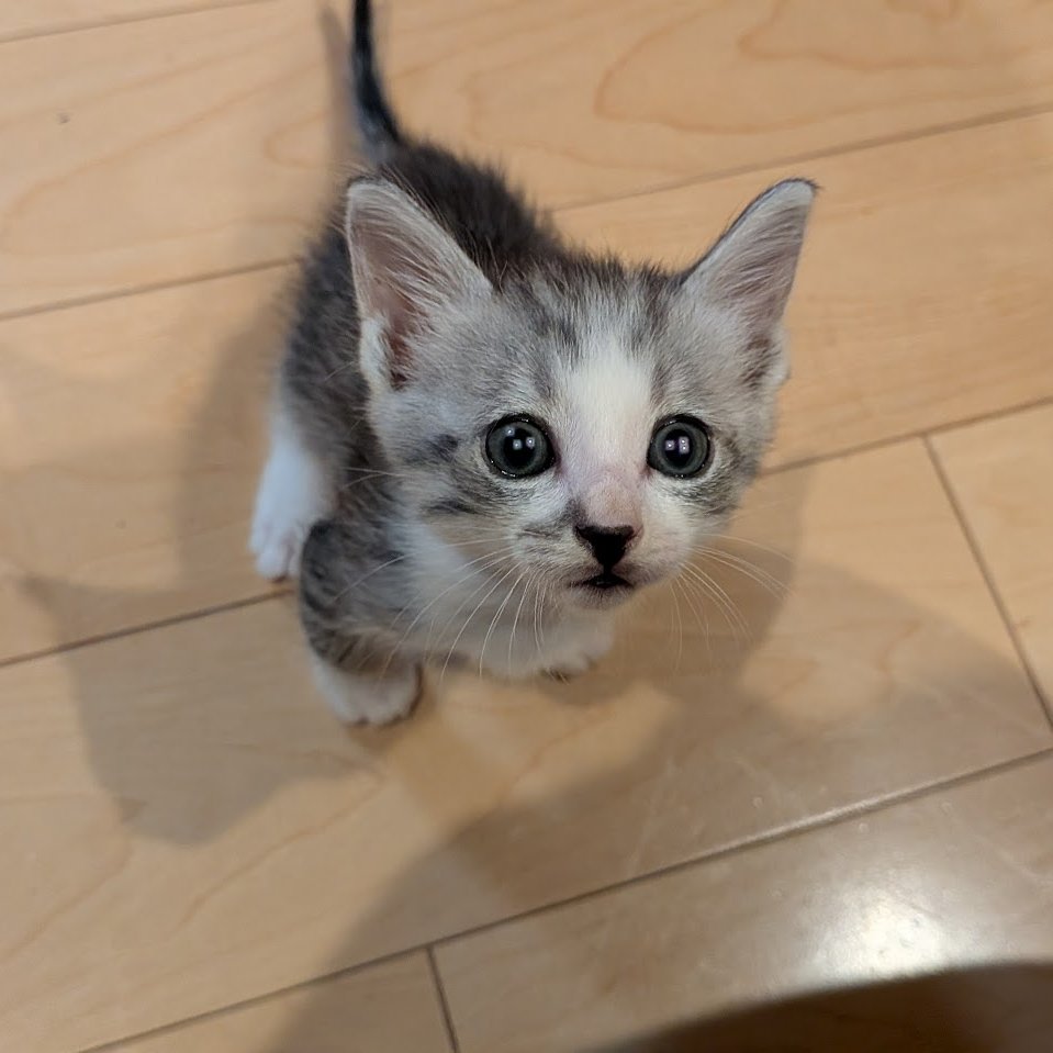 ここで7ヶ月前のしちみをご覧ください （アルバム眺めてた