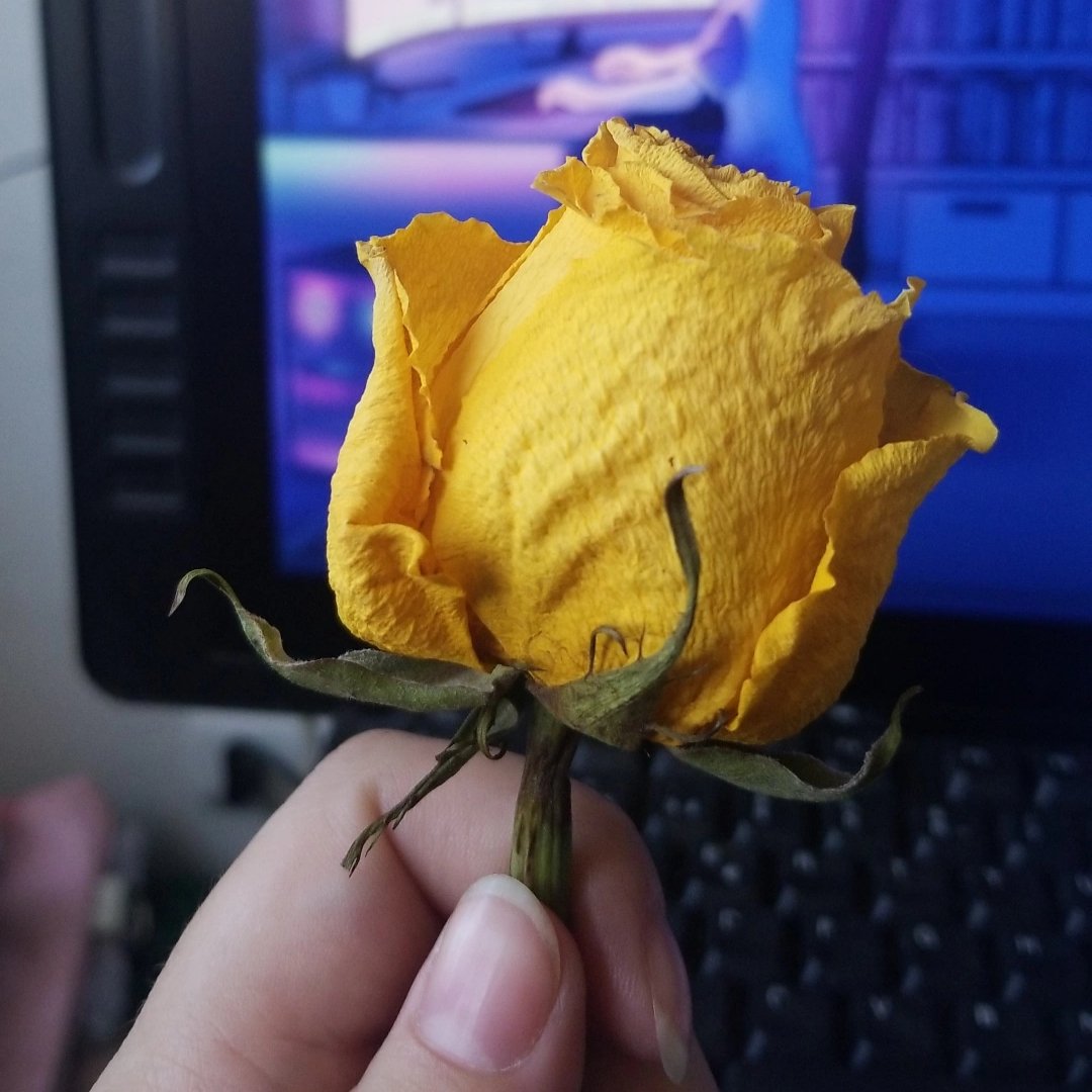 Para preparar de allí un té de rosas amarillas 💜