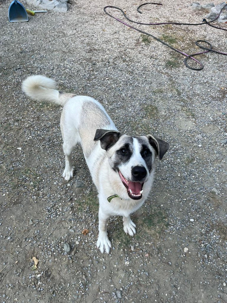 Hatay Sokak Canları tweet media