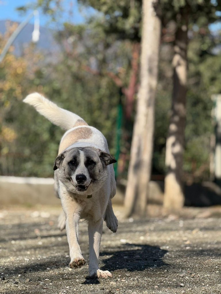 Hatay Sokak Canları tweet media