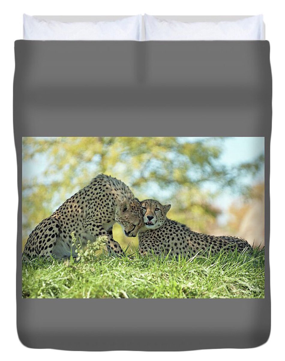 shonna99784's tweet image. Cheetahs Resting in Sunlit Grass - Duvet Cover shonna-hawkins.pixels.com/featured/cheet…

#Cheetahs #Resting #Sunlit #Grass #Affection #DuvetCover #Gifts #GiftIdeas #HomeDecor #ShonnaHawkinsPhotography #BuyIntoArt