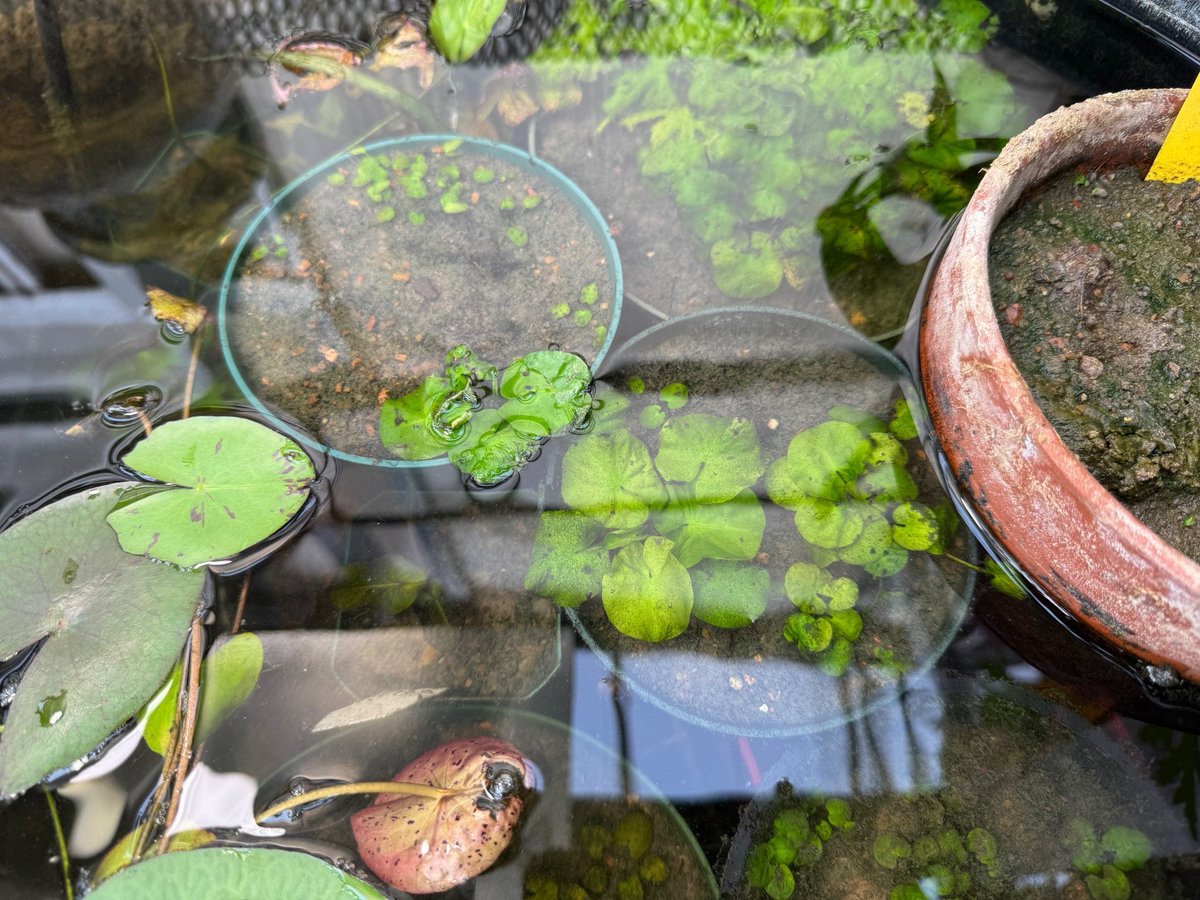 polycereal's tweet photo. Think I can single-handedly make this endangered species, N. thermarum, a dime a dozen here in the US LMAO  (it's already a very easily available plant in China. Just a bit rare here in the US. I'm trying to propagate it more and it's going well).  #PolyTub https://t.co/19LeZMIKVj