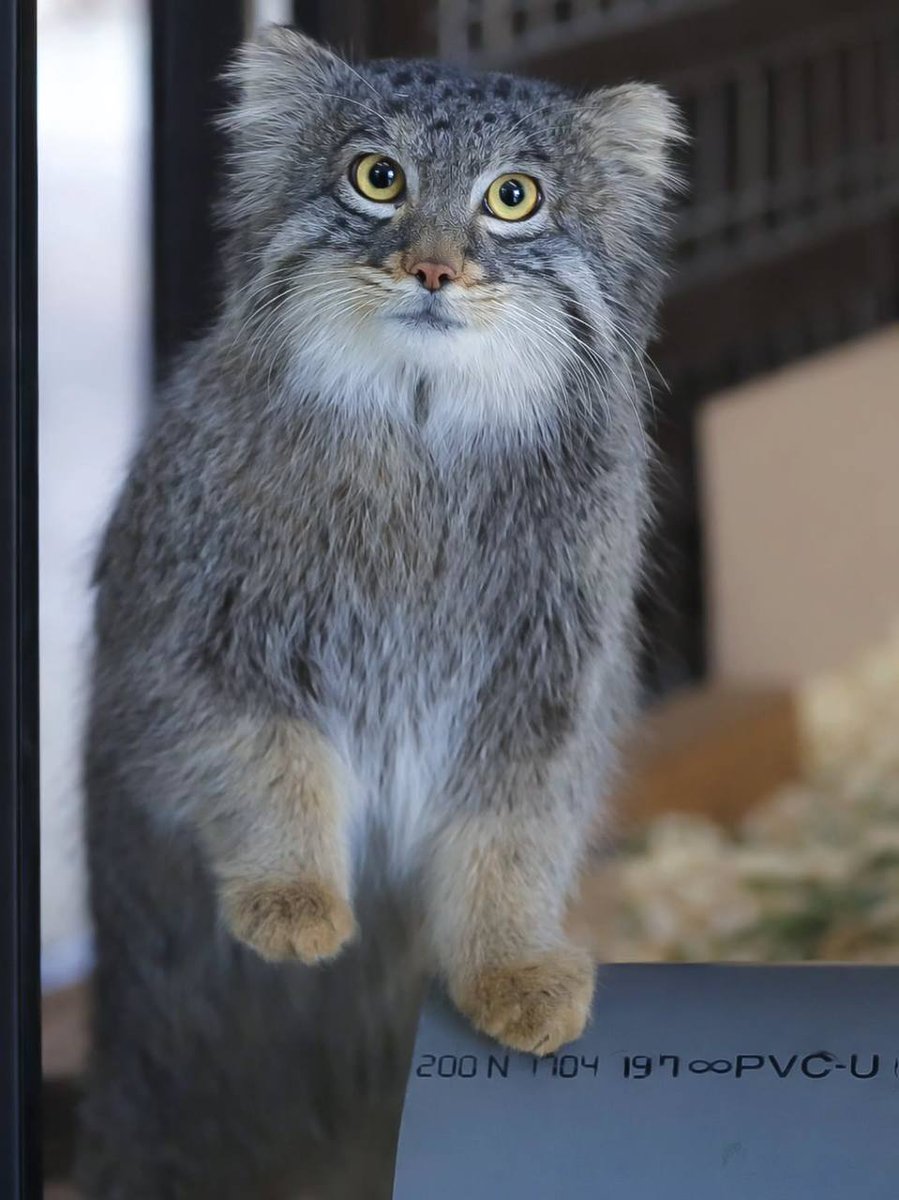 Daily Manul tweet media