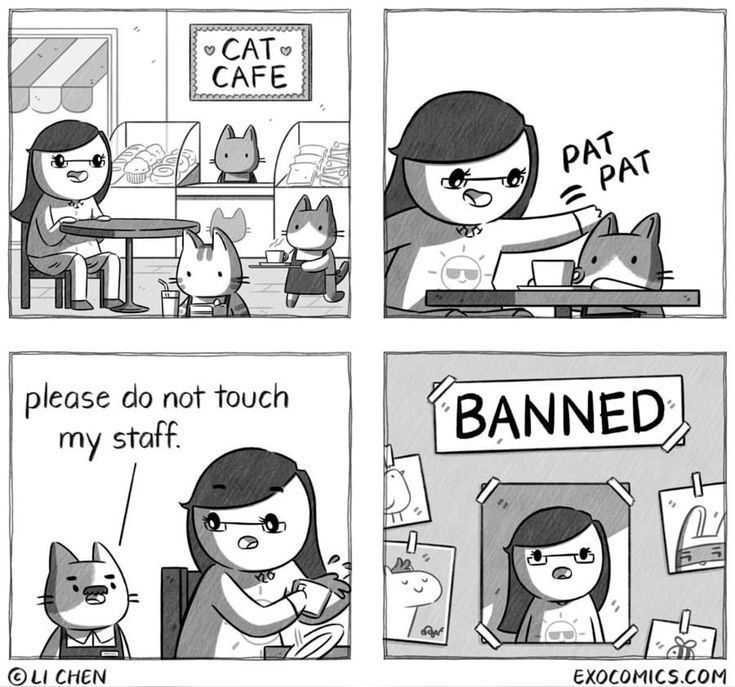 Posts Of Cats (@postsofcats) on Twitter photo 