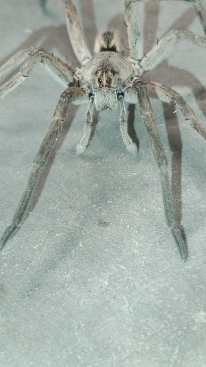 Dc932Gera's tweet photo. @Arachno_Cosas Araña lobo?, tiene como 7cm aprox de largo de punta de pata delantera a punta de pata trasera, encontrada en mi trabajo en la bodega en Celaya Gto. No la moleste ni toque, la dejé que siguiera su camino. https://t.co/cyVjuXuYjg