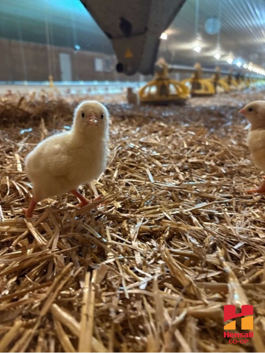 Hensall Co-op Animal Nutrition tweet media