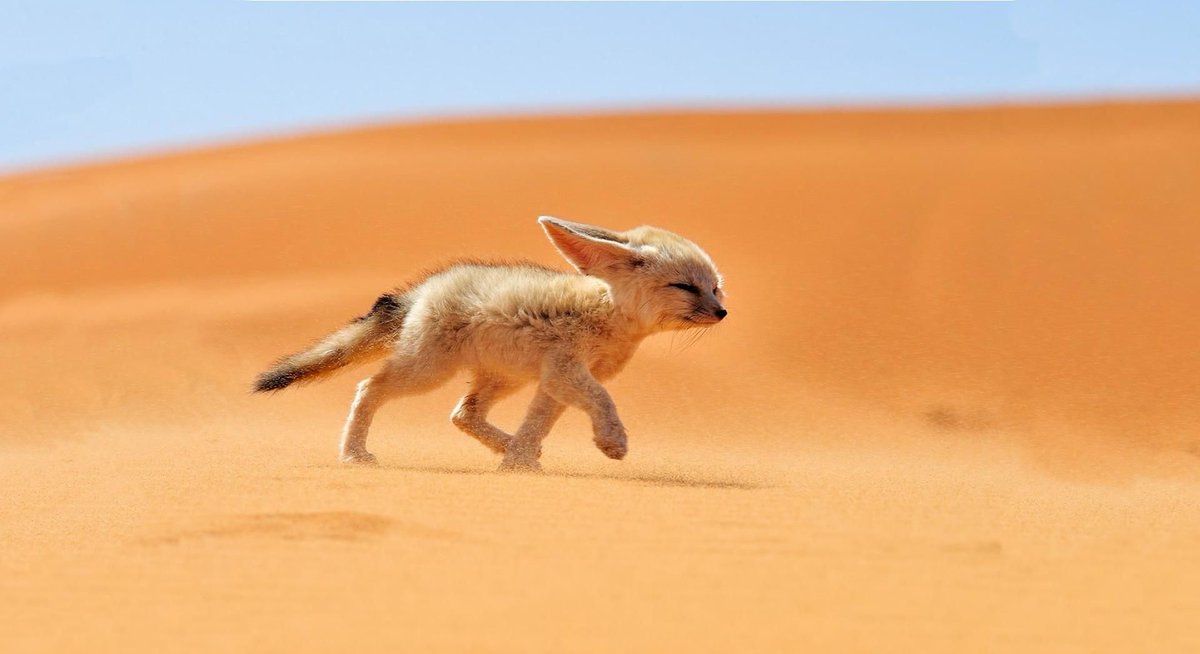 Fennec Every Hour! (@fenneceveryhr) on Twitter photo 