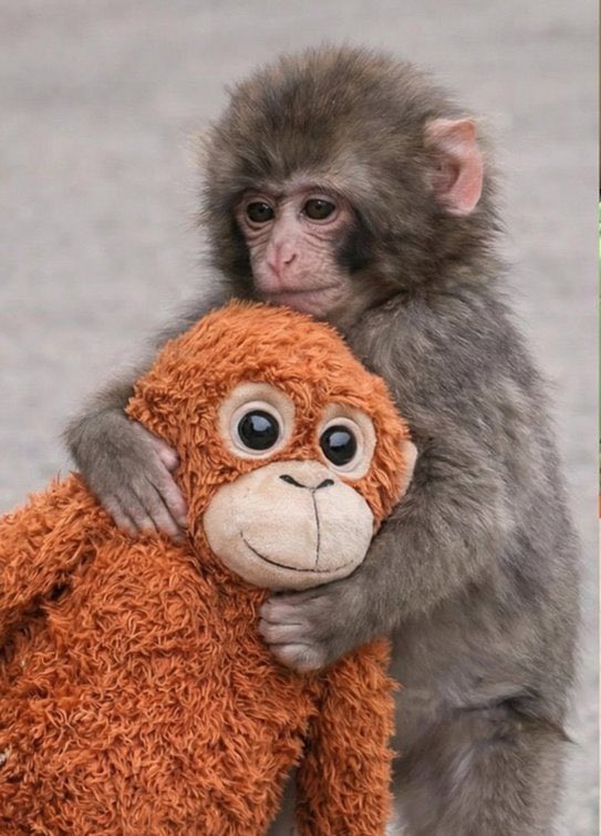 J’ai plus de compassion envers ce petit singe qu’envers les 3/4 de l’humanité