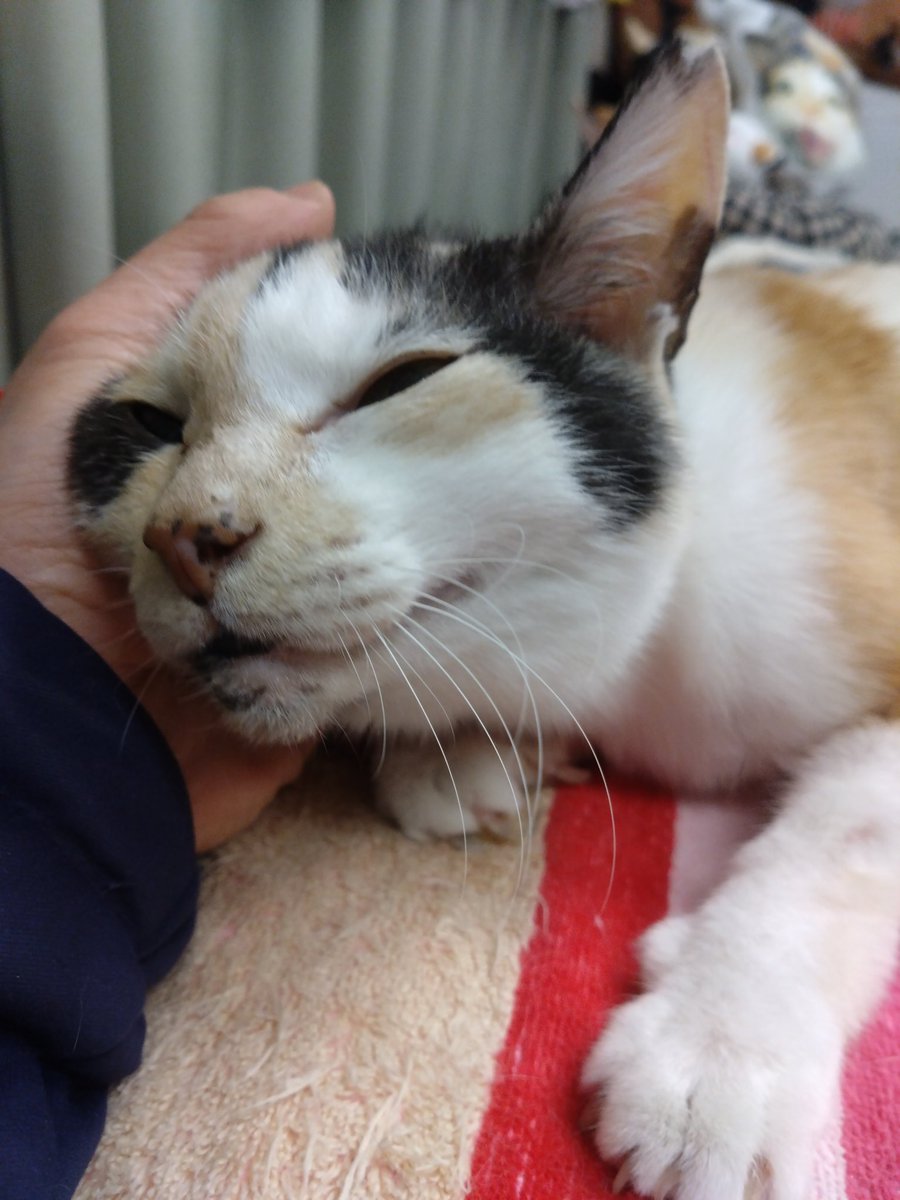 ミケちゃん「おはよ〜。やすらぎさんの手と私の顔はサイズがピッタリね〜。お湯で手を温めてからナデナデしてくれるからポカポカ心地良いわ(⁠◕⁠ᴗ⁠◕⁠✿⁠)」