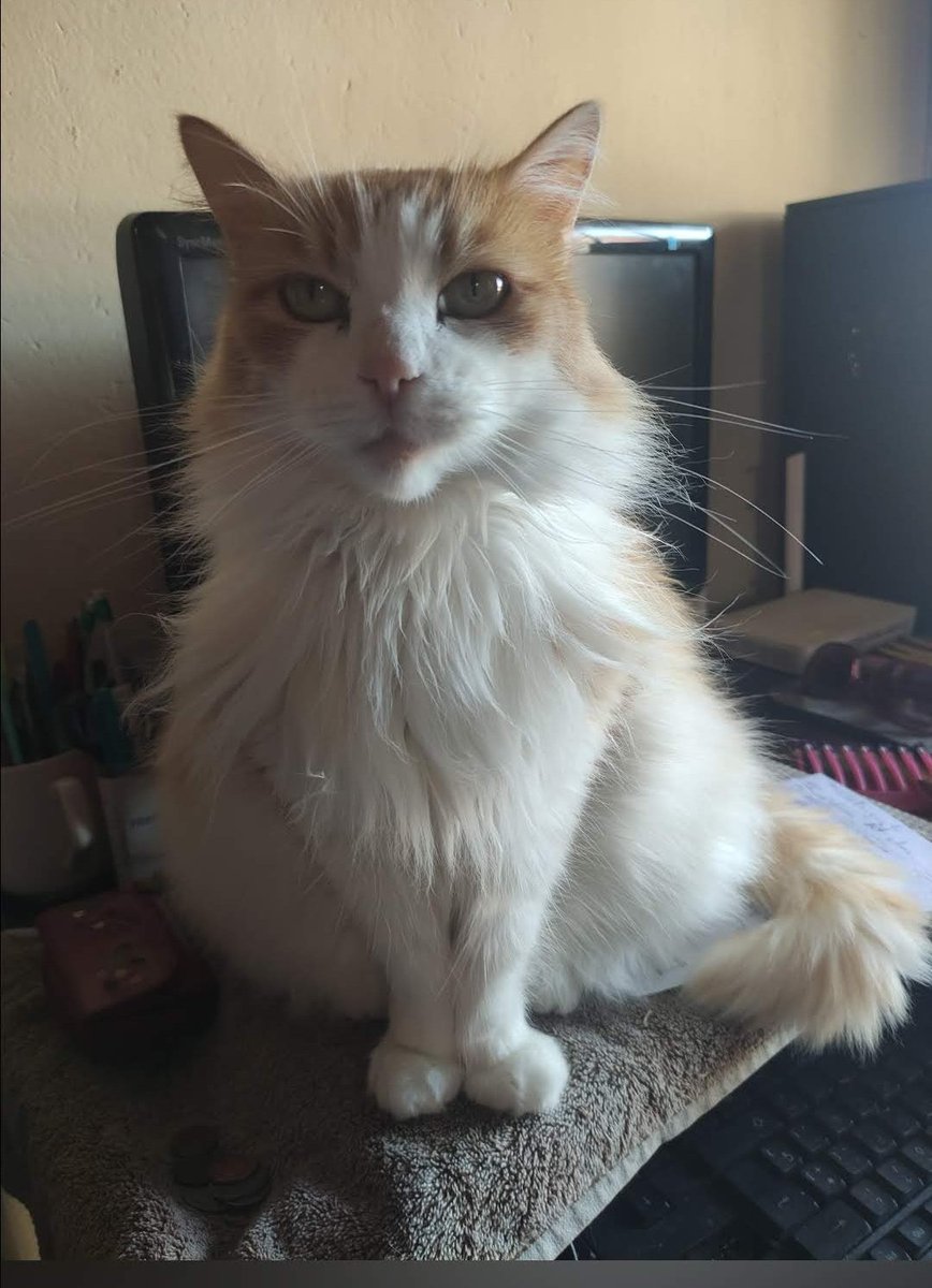 ManuSaenzVolvio's tweet photo. En el Día Internacional del Gato, agradezco a Dios y la vida x permitirme compartir con estos mágicos y adorables!
#Happy #Arequipe #Mandelita y #Leona y #Mashmellow
Mis niñitos adorados!
❣️
🧵 https://t.co/g9XCnp9HjJ