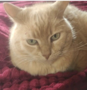 ManuSaenzVolvio's tweet photo. En el Día Internacional del Gato, agradezco a Dios y la vida x permitirme compartir con estos mágicos y adorables!
#Happy #Arequipe #Mandelita y #Leona y #Mashmellow
Mis niñitos adorados!
❣️
🧵 https://t.co/g9XCnp9HjJ