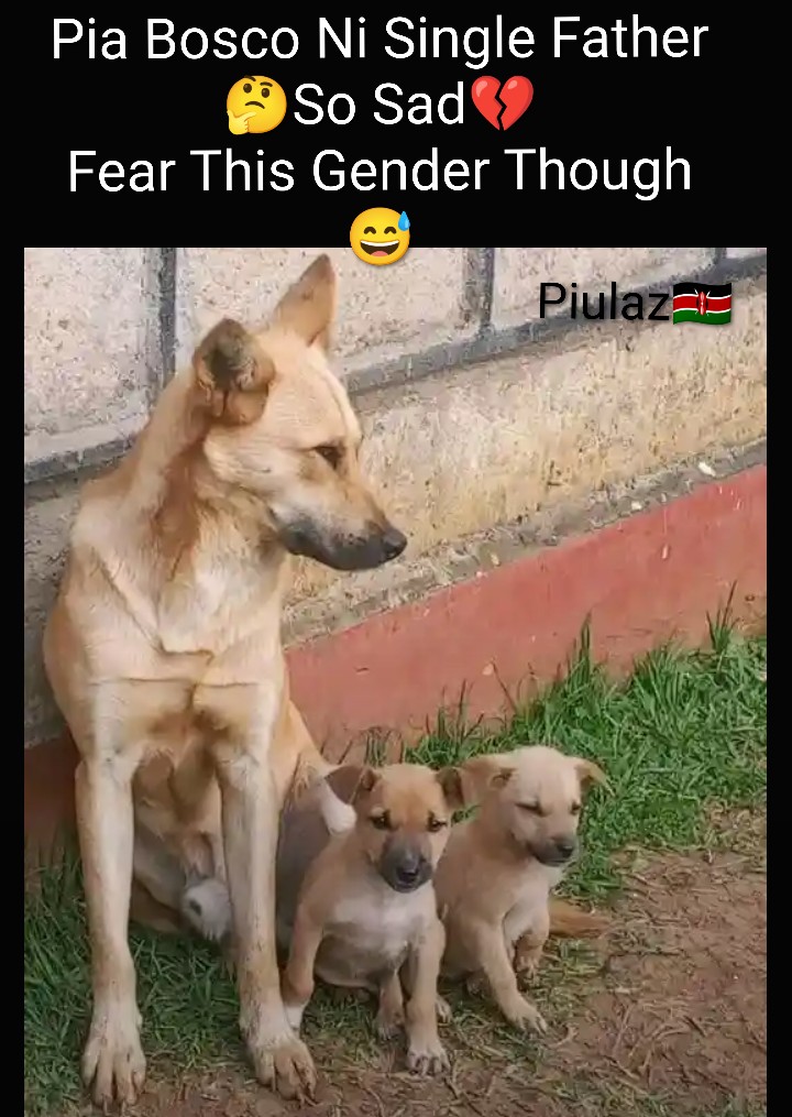 Piulaz Muskaf tweet media