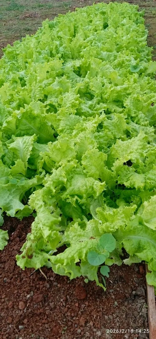 En #Maisi #Guantanamo se continúa apostando por una #AgriculturaSostenible, centros como La UBPC Iraelda Marzo en Casimba son muestra viva de que #CubaVencerá <a href="/AdrielDeCuba/">@AdrielDeCuba</a> <a href="/RadioGuantanamo/">Radio Guantánamo</a> <a href="/RadioMaisi/">Radio Maisí</a> <a href="/Deguantanamo/">Mabel Guantánamo</a> <a href="/LaVozDelSol/">Lorenis</a> <a href="/ACN_Cuba/">Agencia Cubana de Noticias</a>