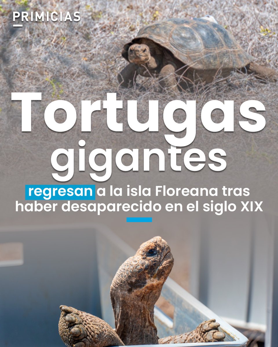 Las 158 tortugas gigantes liberadas en la isla Floreana, en Galápagos, pertenecen a una línea genética considerada extinta y marca un hito histórico para Ecuador. prim.ec/CHOh50Yj1mK