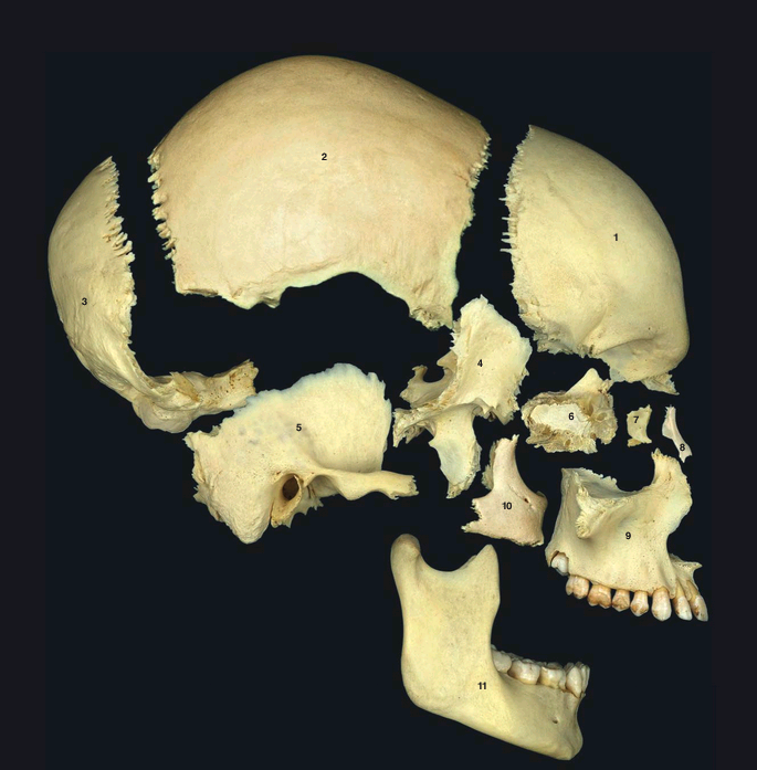 Pasión por la Anatomía tweet media