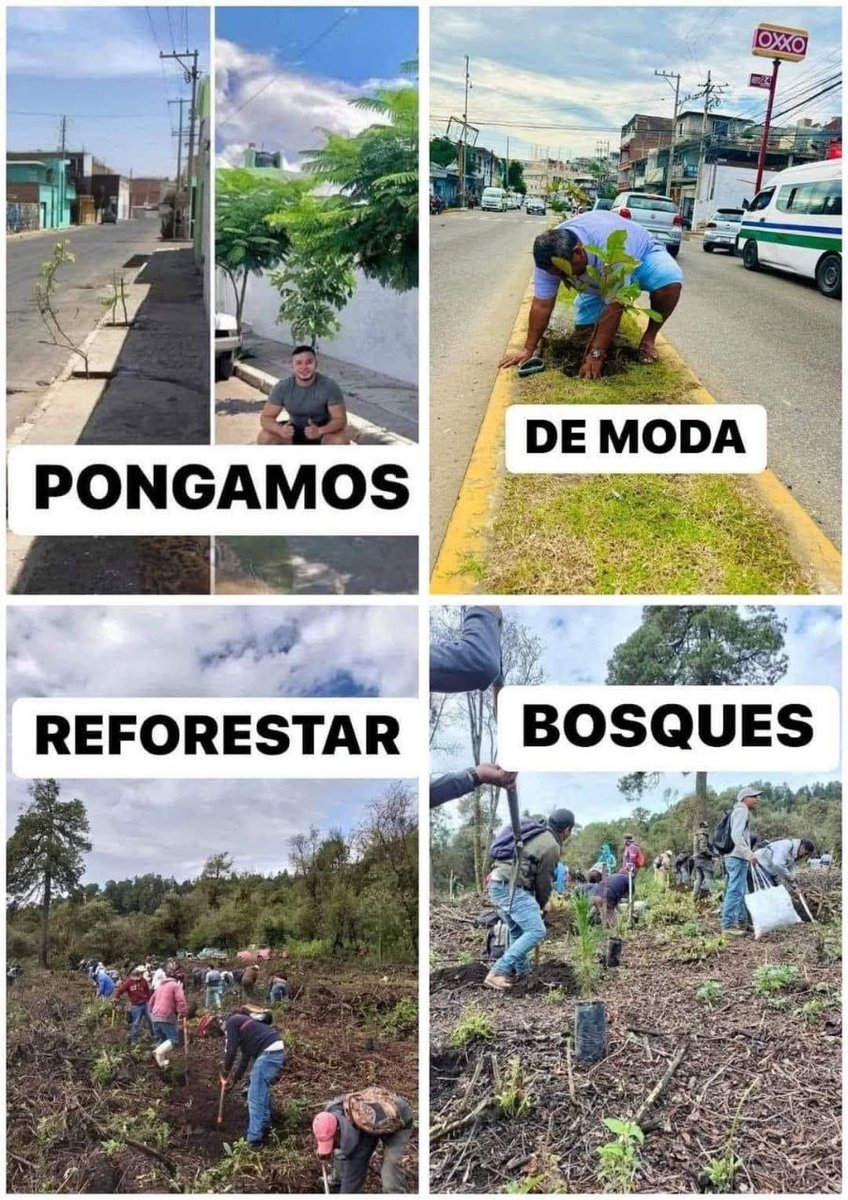 🌱💚 ¡Hagamos que reforestar sea tendencia!