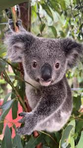 $Eclaire is a lovely koala

Good team pushing this one. 1/1 bonded.