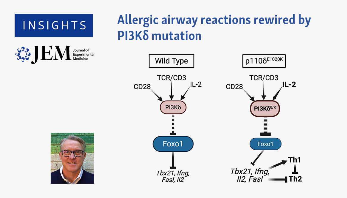 JExpMed's tweet photo. Insights: Lawrence Kane @pitt_immunology provides commentary on a new study from Golec et al. (https://t.co/iQ3MPhjFht), which reports that a mutation of PI-3 kinase underlying APDS impairs type 2 immunity. https://t.co/du6wpoYwCi
#Immunodeficiency #LymphocyteBiology https://t.co/0VwVXikH82