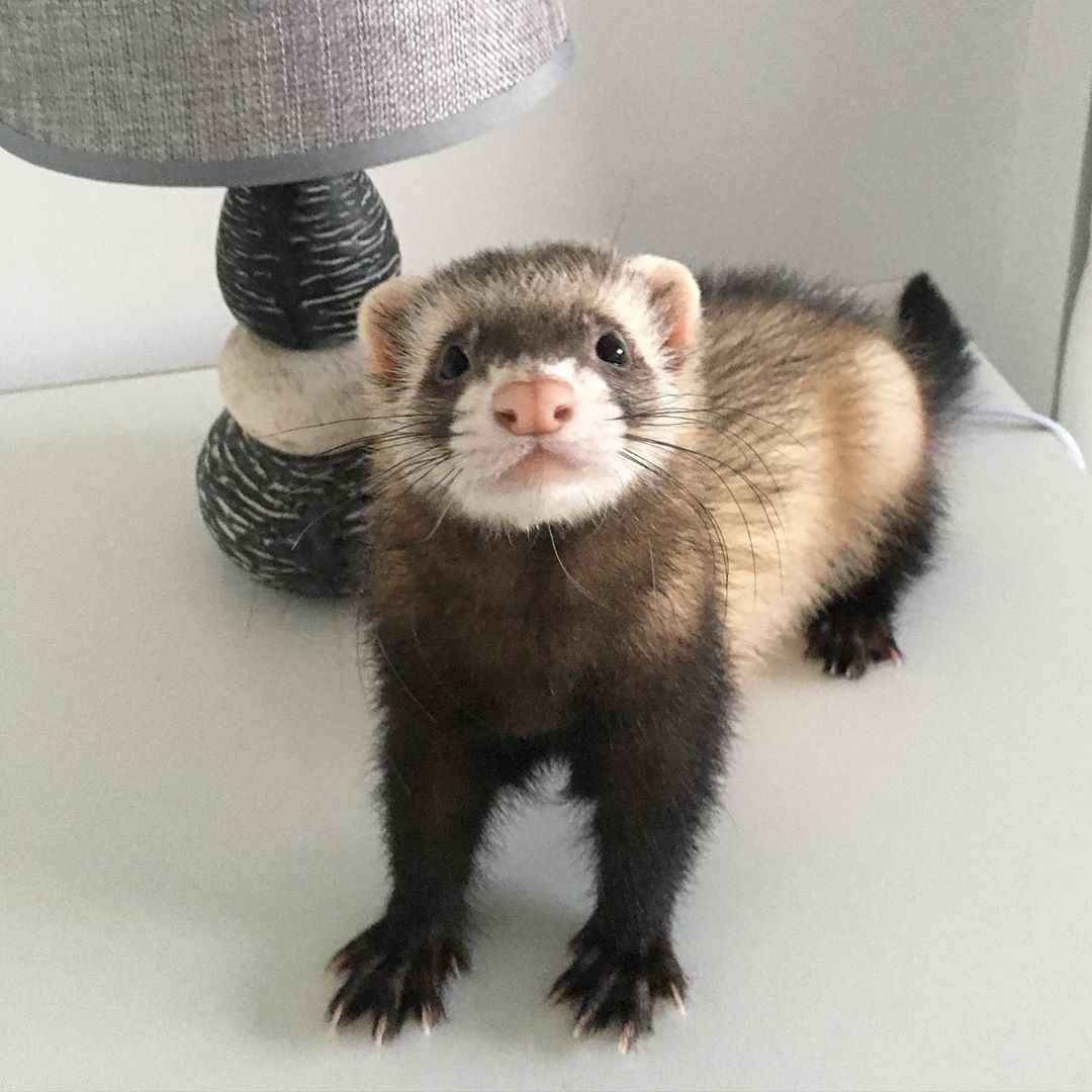 Ferret Every Hour (@ferretperhour) on Twitter photo 