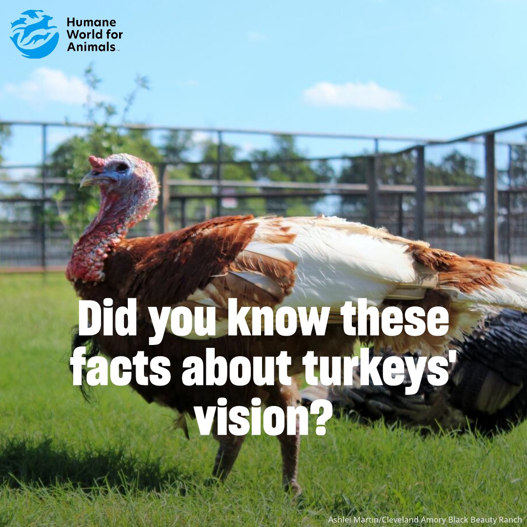 Humane World Farm Animals tweet media