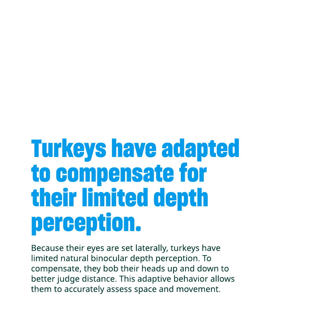 Humane World Farm Animals tweet media