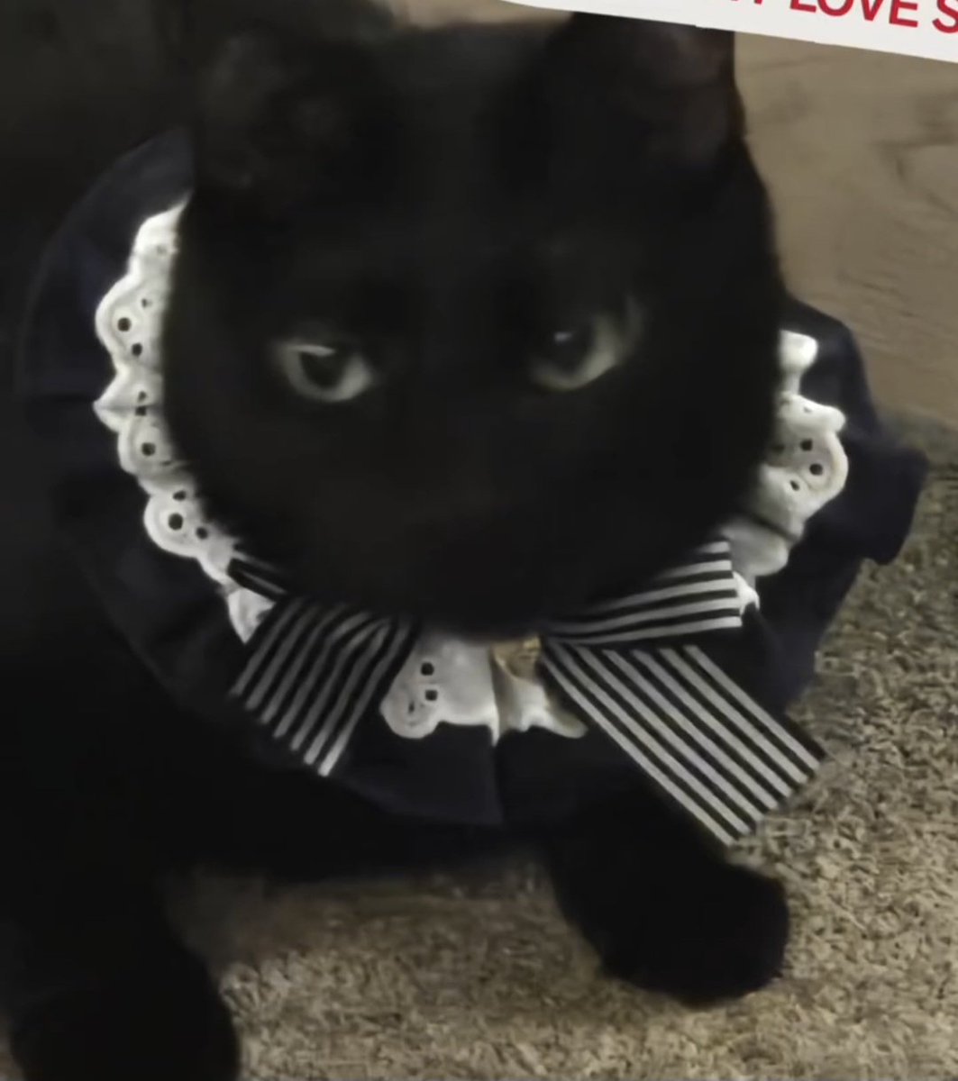 yoongi: dressing up my lovely cat