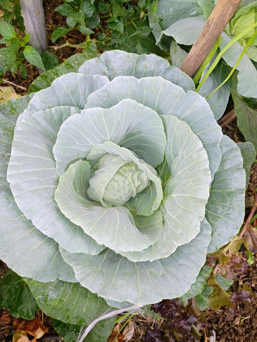 ShanniBudd's tweet photo. Cabbage heads finally folding thanks to my Aunt who told me to "mound them". Still fighting the critters that seem to really love the callaloo and packchoi 🤨 But I'm not giving up🥬
Grow what you eat, Jamaica! 💛💚🖤🇯🇲 https://t.co/55cJKEoUAT