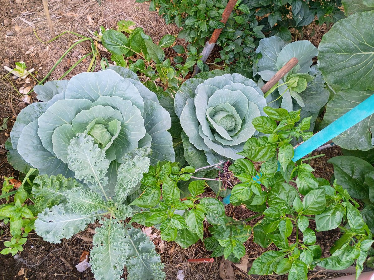 ShanniBudd's tweet photo. Cabbage heads finally folding thanks to my Aunt who told me to "mound them". Still fighting the critters that seem to really love the callaloo and packchoi 🤨 But I'm not giving up🥬
Grow what you eat, Jamaica! 💛💚🖤🇯🇲 https://t.co/55cJKEoUAT