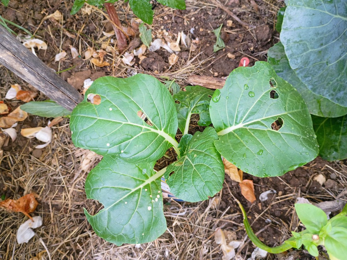 ShanniBudd's tweet photo. Cabbage heads finally folding thanks to my Aunt who told me to "mound them". Still fighting the critters that seem to really love the callaloo and packchoi 🤨 But I'm not giving up🥬
Grow what you eat, Jamaica! 💛💚🖤🇯🇲 https://t.co/55cJKEoUAT