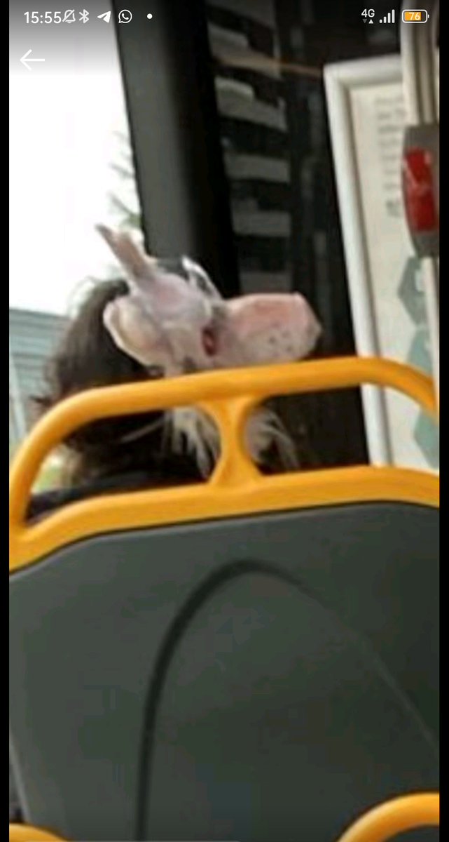 Therians en Pamplona. El meteorito, que se de prisa