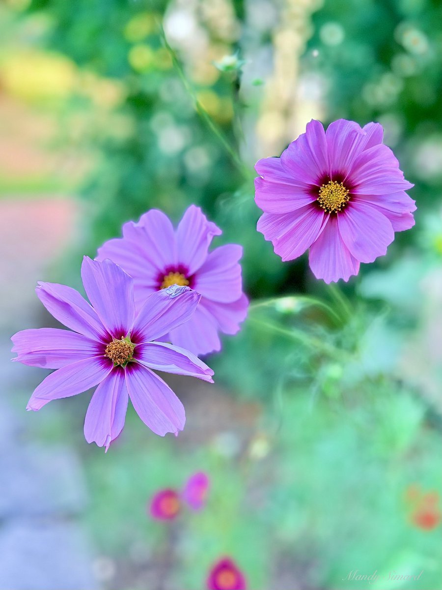 Mandy Simard tweet media