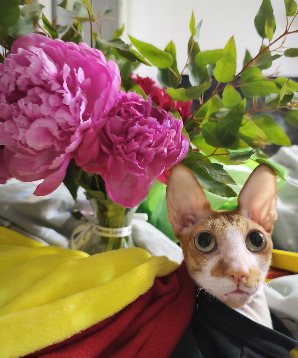 двоичный кот в вакууме 🏳‍🌈🇮🇱 tweet media